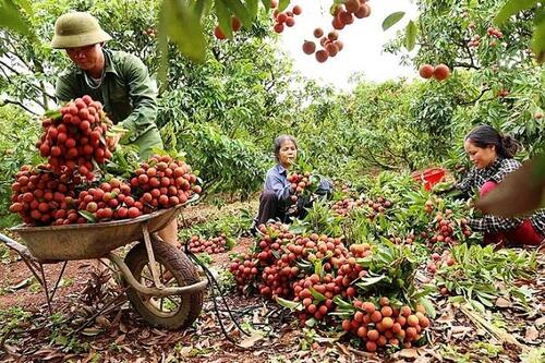 Ngành rau, quả năm 2020: Có cơ sở để kỳ vọng Ngành rau, quả năm 2020: Có cơ sở để kỳ vọng