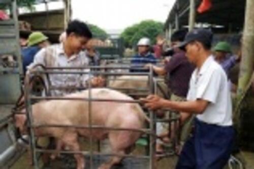 Giá lợn hơi hôm nay 21/1: 2 miền Bắc - Nam tiếp tục tăng Giá lợn hơi hôm nay 21/1: 2 miền Bắc - Nam tiếp tục tăng