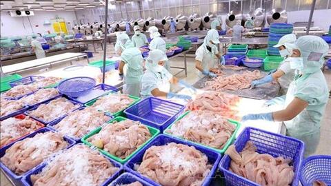 Thuỷ sản Cửu Long An Giang: Làm một quý bằng lợi nhuận cả năm