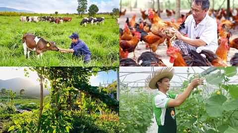 Hà Nội: Khuyến khích nông dân phát triển kinh tế trang trại liên kết