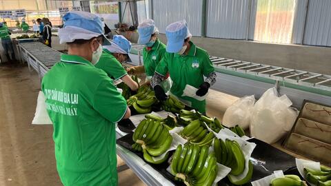 Giá chuối và heo giảm kéo ghì doanh thu của Hoàng Anh Gia Lai