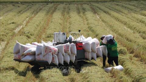 Cơ hội nào để xuất khẩu gạo chạm mốc 7 triệu tấn năm 2023?