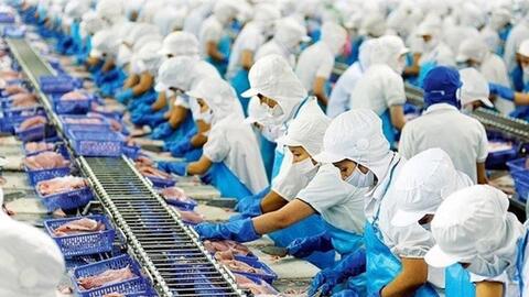Cầu tiêu thụ giảm sút, loạt doanh nghiệp thủy sản kinh doanh đi lùi