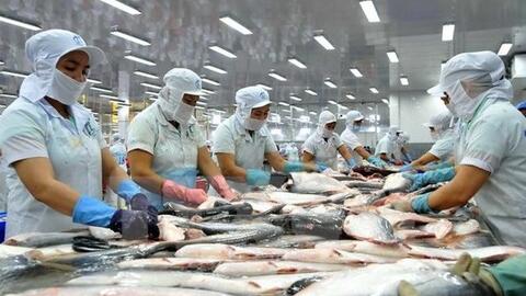 Giá giảm sâu, xuất khẩu cá tra sang Mỹ vẫn tăng trưởng