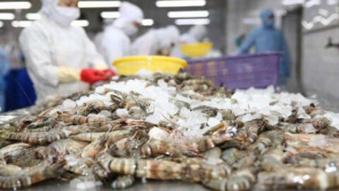 Ngành tôm phục hồi, Sao Ta thu về hơn 20 triệu USD trong tháng 9/2023
