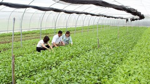 Hải Phòng: Khuyến khích doanh nghiệp đầu tư vào du lịch nông thôn
