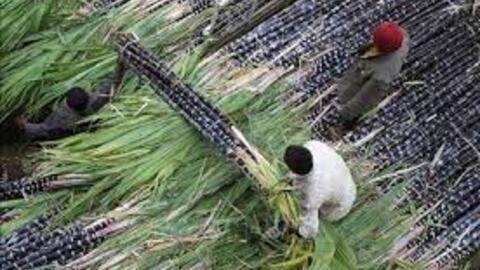 Quý đầu niên lợi nhuận tăng, doanh nghiệp mía đường 'vừa mừng vừa lo'