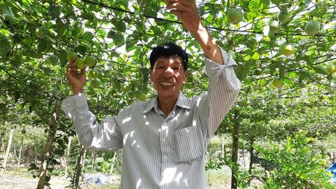 Cựu chiến binh làm giàu từ cây chanh leo