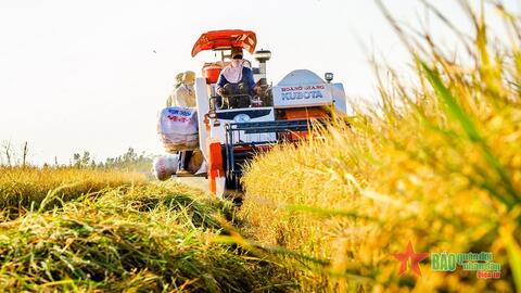 Hành trình hạt gạo Việt Nam