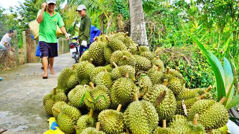 Tiền Giang: Sầu riêng tăng giá cận Tết, khuyến cáo quy hoạch cung cầu