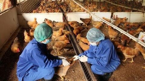 Bệnh nhân mắc cúm A/H5N1 tử vong, Bộ Y tế khuyến cáo người dân chủ động phòng, chống dịch
