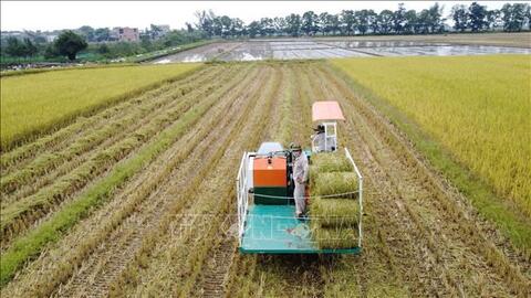 Giá lúa gạo hôm nay (ngày 9-4): Đồng loạt tăng
