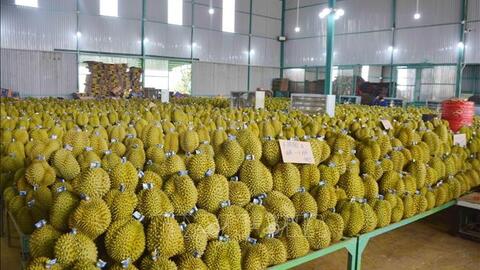 Sầu riêng... buồn chung