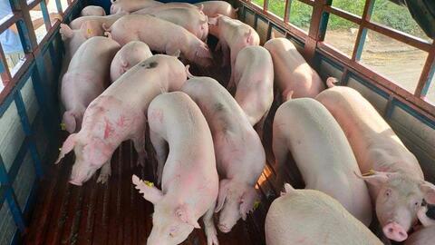 Giá lợn hơi hôm nay (18-6): Dao động khoảng 68.000 - 71.000 đồng/kg