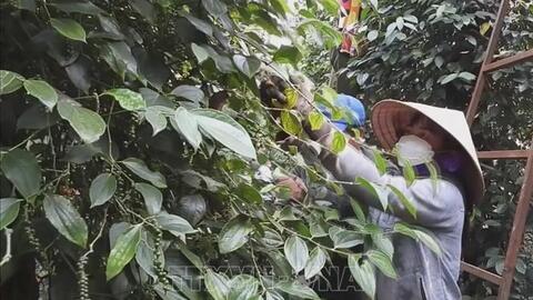 Giá hồ tiêu hôm nay (2-7): Đồng loạt giữ mốc 157.000 đồng/kg