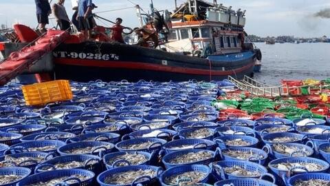 Hỏi-đáp pháp luật: Hành vi vi phạm quy định về hạn ngạch sản lượng khai thác thủy sản bị xử phạt như thế nào?