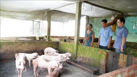 Giá lợn hơi hôm nay (8-7): Biến động trái chiều