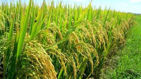 Giá lúa gạo hôm nay (23-8): Tăng giảm trái chiều
