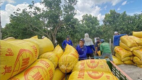 Giá lúa gạo hôm nay (30-9): Không có biến động mới