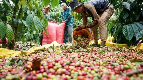 Bản tin nông sản hôm nay (22-10): Giá cà phê, hồ tiêu và lúa gạo đều tăng nhẹ