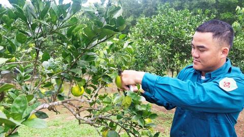 Từ quân nhân xuất ngũ đến nhà nông thành đạt