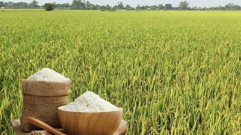 Giá lúa gạo hôm nay ngày 20/5: Biến động trái chiều