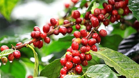 Bản tin nông sản hôm nay (22-5): Giá cà phê giảm nhẹ, hồ tiêu ổn định ở mức cao