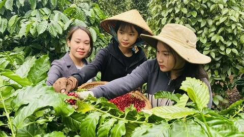 Bản tin nông sản hôm nay (30-5): Giá cà phê, hồ tiêu tiếp tục giảm