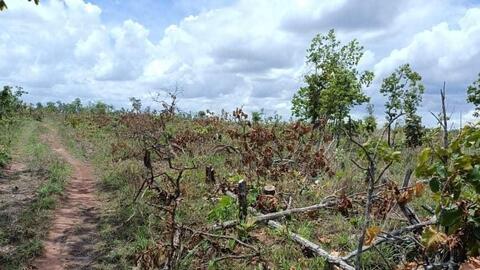 Đề nghị làm rõ trách nhiệm vụ tàn phá gần 400ha rừng ở Đắk Lắk