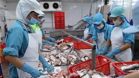 Doanh nghiệp thuỷ sản thắng đậm nhờ cá tra