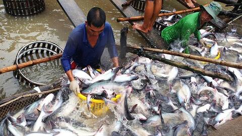 Thuỷ sản An Giang đặt mục tiêu có lãi trở lại trong năm 2022