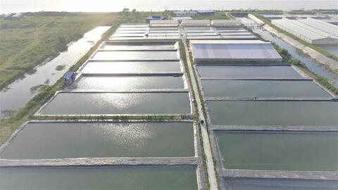 Vĩnh Hoàn (VHC) sụt giảm doanh thu quý thứ 3 liên tiếp, hàng tồn kho tăng cao