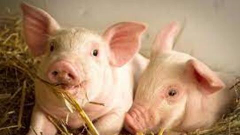 Áp lực của doanh nghiệp chăn nuôi: Lỗ trăm tỷ - lãi chạm đáy