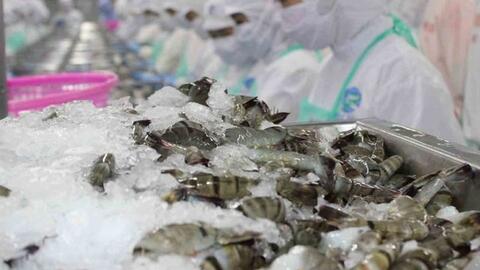 Tôm Việt Nam nhập khẩu vào Hàn Quốc chịu mức thuế từ 14-20%