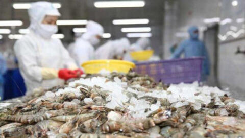 Ngành tôm phục hồi, Sao Ta thu về hơn 20 triệu USD trong tháng 9/2023