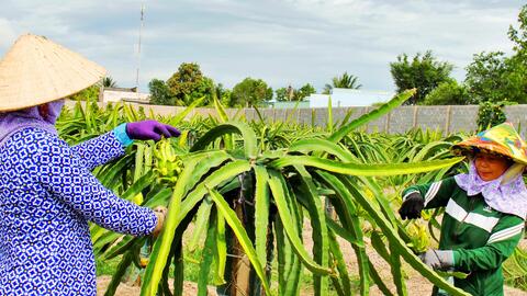 Chuyển hướng thị trường, tăng sức cạnh tranh cho quả thanh long