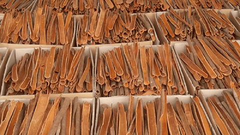 Gia tăng cơ hội xuất khẩu cho sản phẩm quế