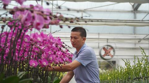 Ngắm vườn lan hồ điệp 6 vạn gốc được trồng tại Hà Tĩnh