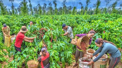 Giá cà phê tăng: Nông dân phấn khởi, doanh nghiệp vừa mừng vừa lo