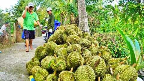 Tiền Giang: Sầu riêng tăng giá cận Tết, khuyến cáo quy hoạch cung cầu