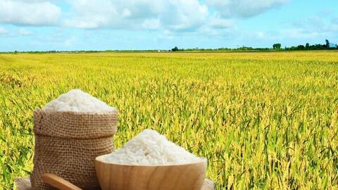 Giá lúa gạo hôm nay ngày 23/6: Gạo thơm cao, lúa tươi vững giá