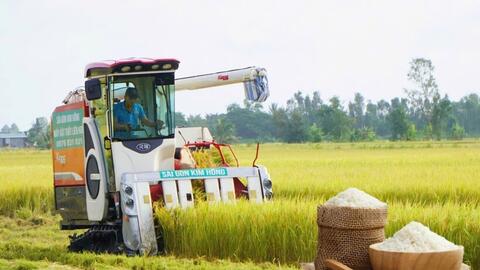Giá lúa gạo hôm nay ngày 26/6: Gạo nguyên liệu tăng nhẹ