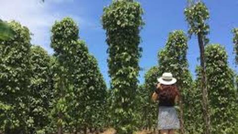 Giá tiêu hôm nay 30/6/2025: trong nước neo ngưỡng khá cao