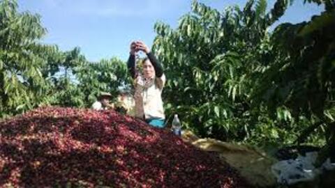 Giá cà phê hôm nay 30/6/2025, thị trường đi ngang