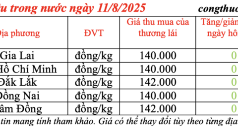 Giá tiêu hôm nay 11/8/2025:  Đi ngang trong phiên đầu tuần