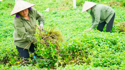 Hợp tác xã Mạnh Hương: Mở lối thoát nghèo cho bà con vùng cao Gia Phú