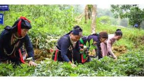 Quy định về cho vay đầu tư, hỗ trợ phát triển vùng trồng dược liệu quý