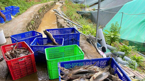 Quảng Ngãi: Sạt lở núi, gần 70 tấn cá tầm chết, thiệt hại hơn 8 tỷ đồng