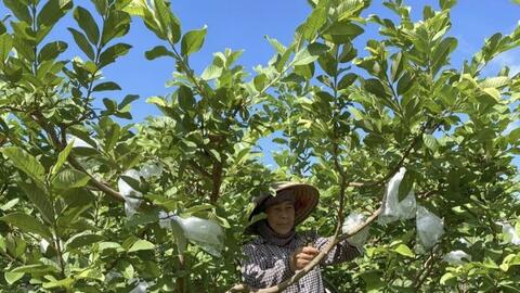 Hợp tác xã Việt Hưng 'mở đường' cho sản phẩm miền núi vươn xa