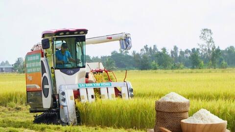 Thị trường lúa gạo 'ấm dần', tín hiệu tốt cho vụ thu đông cuối năm
